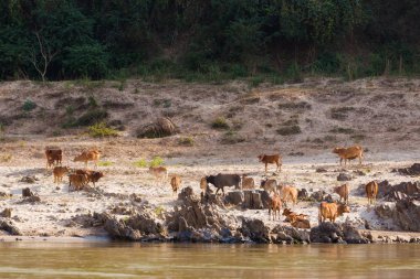 Manzara sırasında Mekong cruise Laos