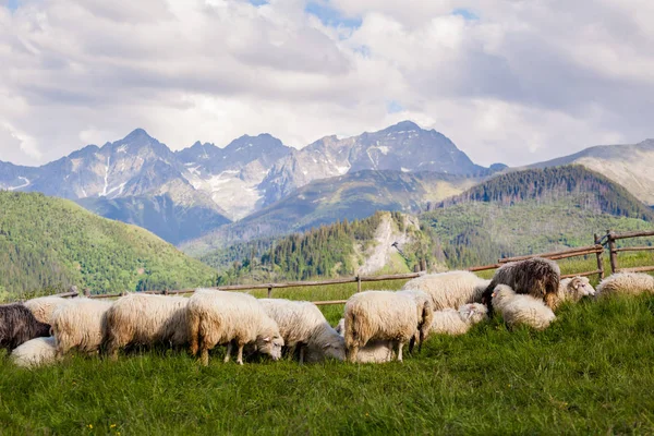 Güzel Tatry Rusinowa Polana manzara