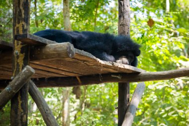 Laos'ta kurtarmak merkez ayı