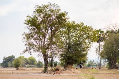 Manzara Don Det Laos