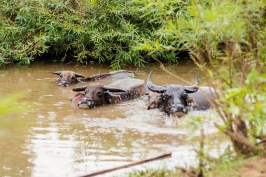 Don Det üzerinde Buffalos banyo