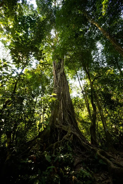Baum rund um den Kuang si Wasserfall — Stockfoto
