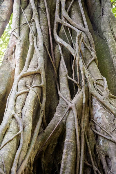 Árbol alrededor de Kuang Si cascada — Foto de Stock