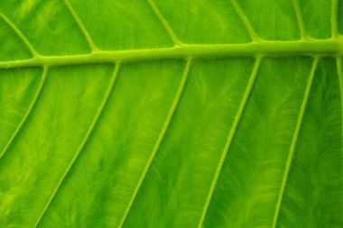 Dev yaprak Kuang Si şelale