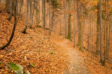 güzel sonbahar woods manzara