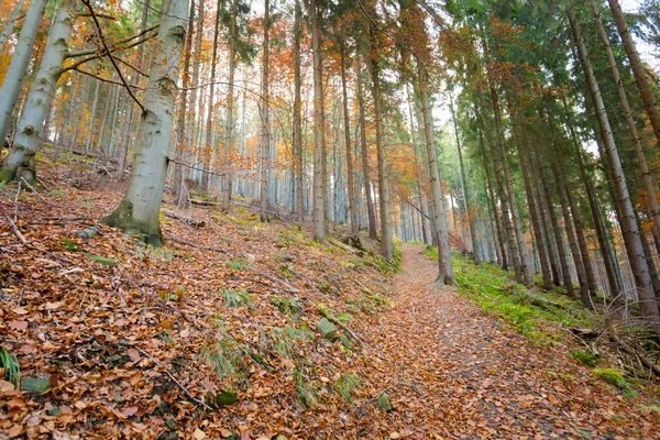 Bellissimo paesaggio boschi autunno — Foto Stock