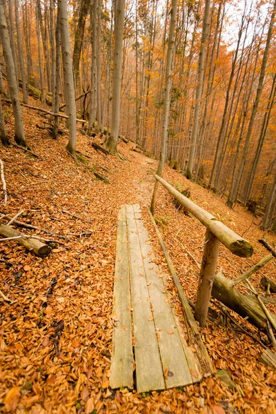 Beau paysage boisé d'automne — Photo