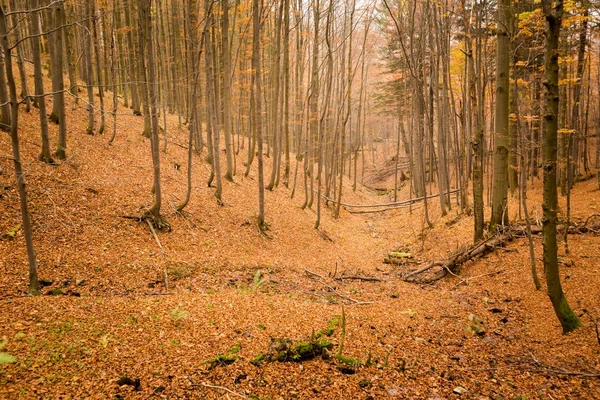 Güzel sonbahar woods manzara — Stok fotoğraf
