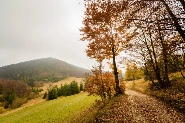 Vackra hösten skogen landskap — Stockfoto