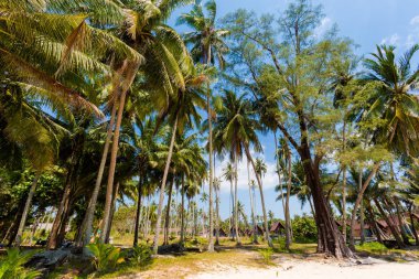 Koh Kood tropikal peyzaj