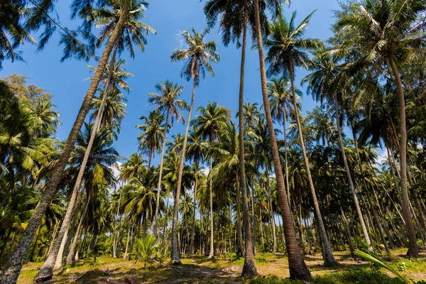 Tropical landscape of Koh Kood — Stock Photo, Image