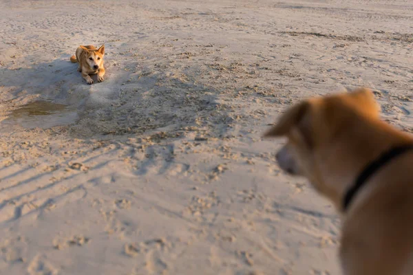 Cães amigáveis em Koh Larn — Fotografia de Stock