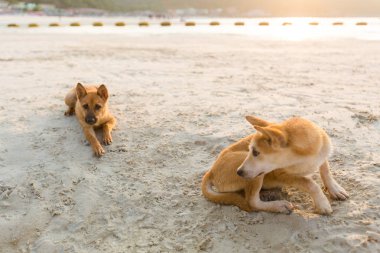 Koh Larne üzerinde dost köpekler