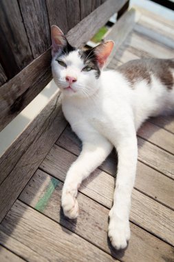 Thai cat on Koh Kood
