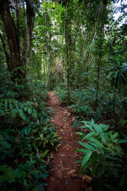 Yaşlı ağaçların Makayuk Koh Kood