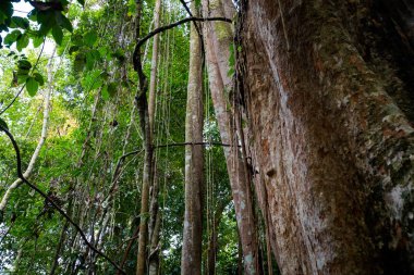 Yaşlı ağaçların Makayuk Koh Kood