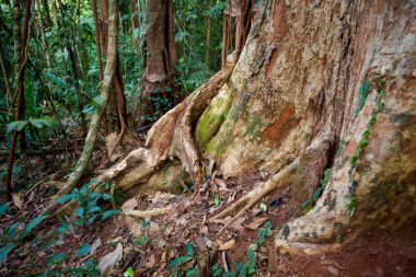 Yaşlı ağaçların Makayuk Koh Kood