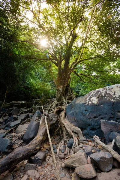 Cascada de la selva en Koh Kood — Foto de Stock