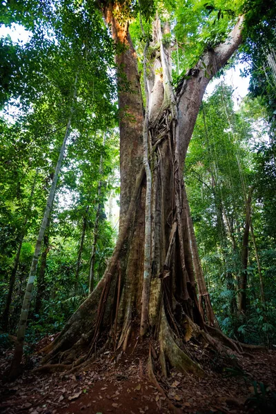 Gamla träd Makayuk Koh Kood — Stockfoto