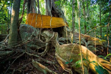 Yaşlı ağaçların Sayai Koh Kood