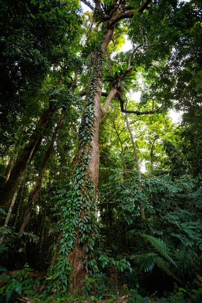 Alte Bäume makayuk koh kood — Stockfoto