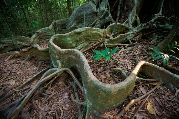 Gamla träd Sayai Koh Kood — Stockfoto