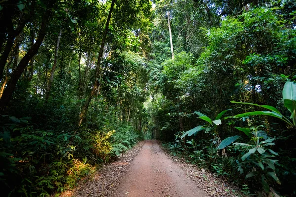 Alberi secolari Sayai Koh Kood — Foto Stock