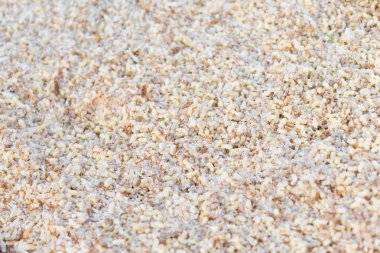 Tay Aperatif sağ kurt