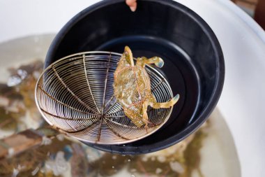 Tay hayatta Yengeç Restoranda