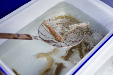 Restoranda Tay hayatta kerevit