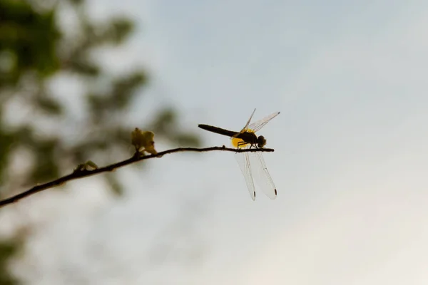 Libellula in Laos — Foto Stock