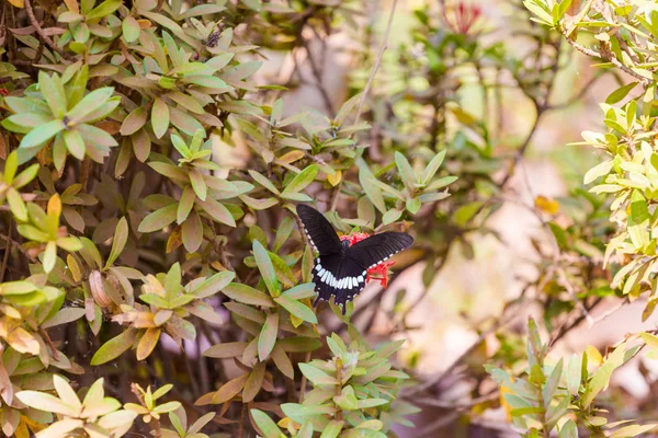 Butterfly on Don Det — Stock Photo, Image