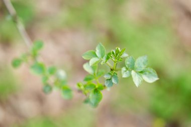 Tatlı güzel bahar ayrıntı