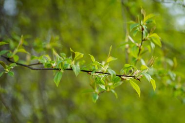 Tatlı güzel bahar ayrıntı