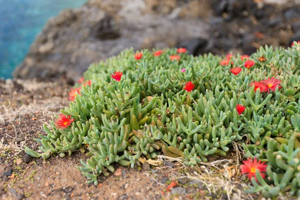 Vackra Teneriffa flora - röda blommor — Stockfoto