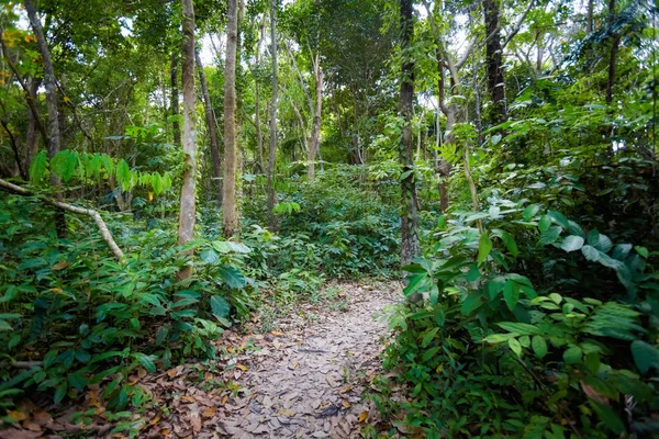 Dschungel Trekking auf koh kradan — Stockfoto