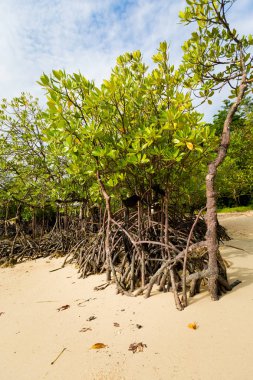 Koh Kradan tropikal peyzaj