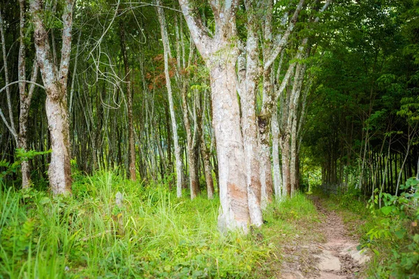 Piantagione di alberi di gomma Koh Lanta — Foto Stock