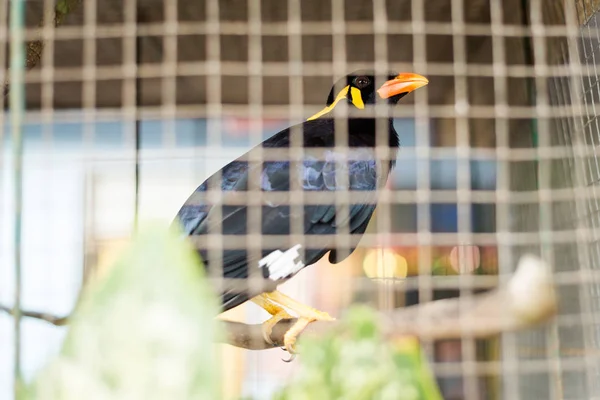 Versklavter Vogel im Käfig — Stockfoto