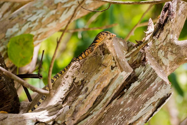 Șopârlă tropicală pe Koh Poda — Fotografie, imagine de stoc