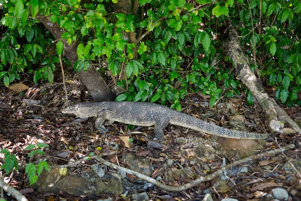 Waran en la isla Koh Poda —  Fotos de Stock