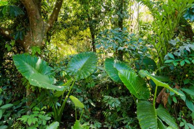 Koh Mook ada manzara