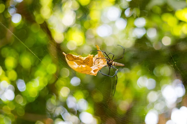 Spider en la isla de Koh Mook — Foto de Stock