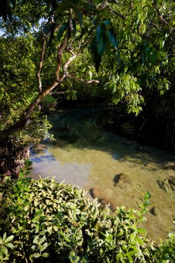 Krabi Tha Pom mangrov rezerv