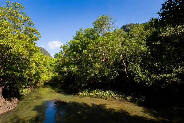 Krabi Tha Pom reserva de mangue — Fotografia de Stock