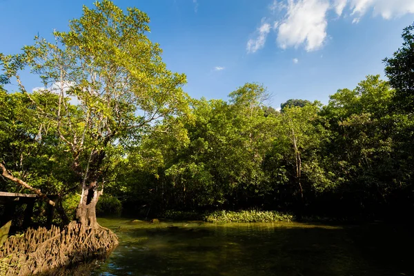 Krabi Tha Pom reserva de mangue — Fotografia de Stock