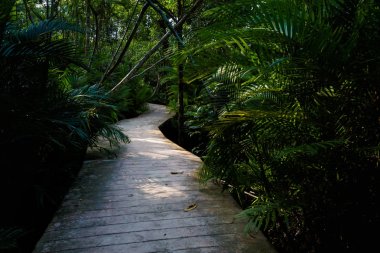 Krabi Tha Pom mangrov rezerv