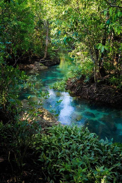 クラビ Tha ポンポン マングローブ保護区 — ストック写真