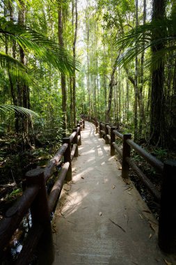 Emerald havuzu Milli Parkı Krabi