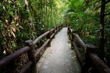 Emerald havuzu Milli Parkı Krabi